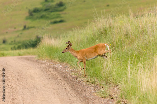 National Bison Range  Montana  USA. White-tailed deer buck crossing a dirt road.