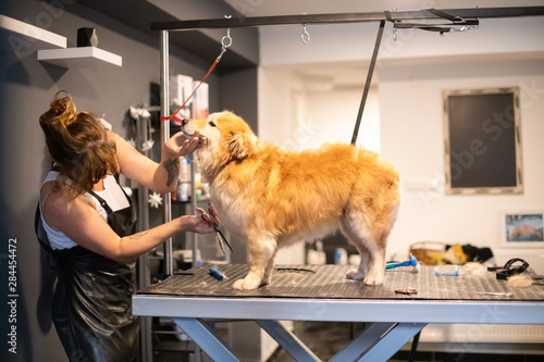pet hairdresser woman cutting fur of cute yellow dog
