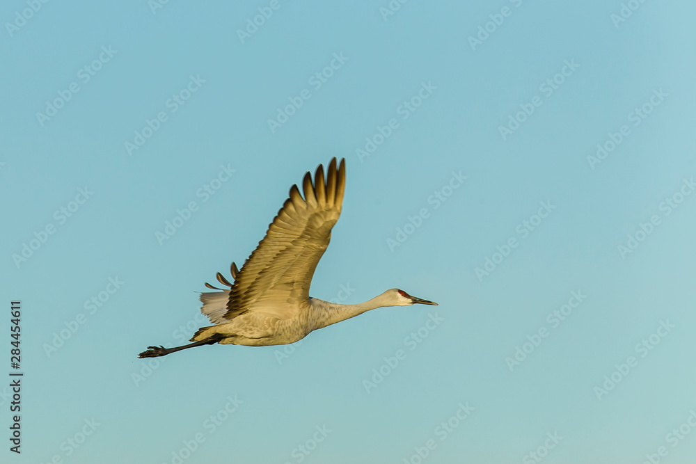 Obraz premium USA, New Mexico, Socorro, Bosque del Apache. Greater sandhill crane flying (Antigone canadensis)