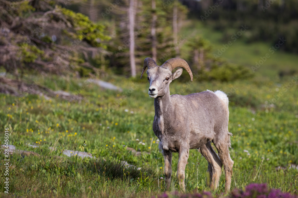 Naklejka premium Juvenile Bighorn Sheep, Glacier National Park, Sheep, Animals, Montana, USA
