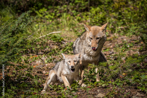 Glacier National Park, Montana. Coyote