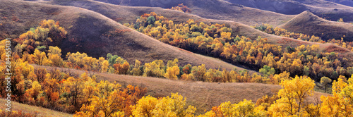 USA, North Dakota, New Town. Cottonwoods in fall color fill the coulees near New Town in North Dakota.