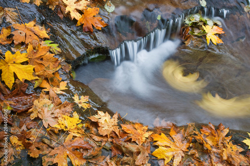 USA, Oregon, Sweet Creek. Fallen maple leaves and stream eddy.