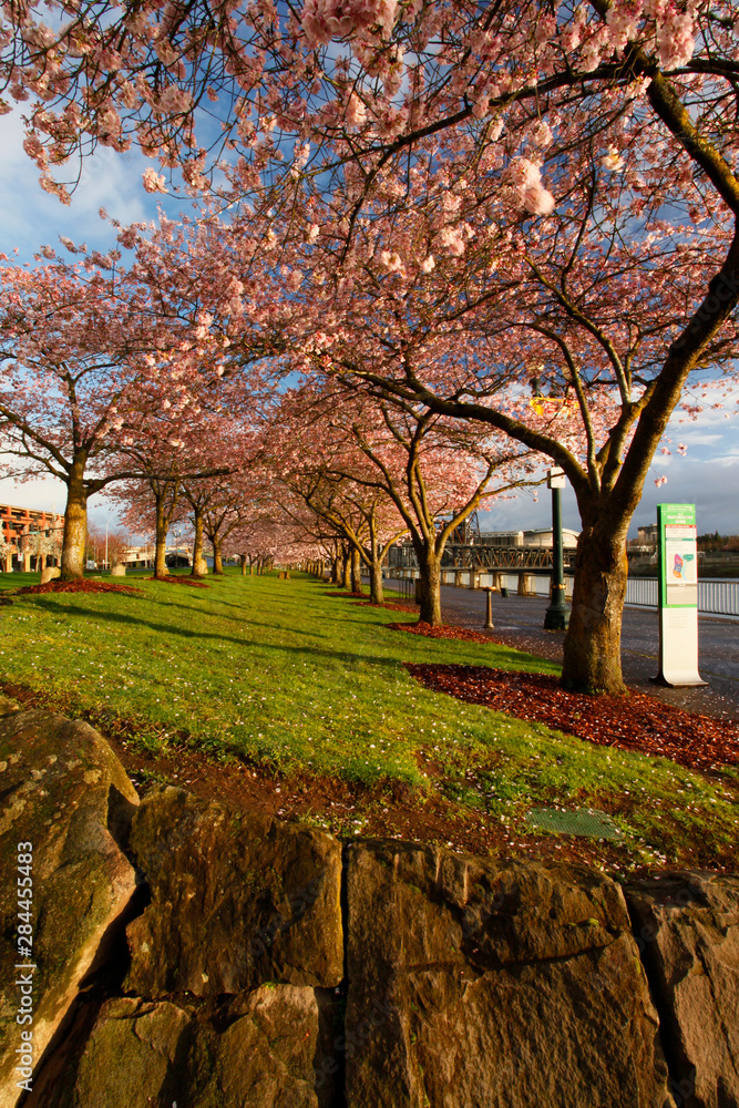 Usa, Oregon, Portland. Cherry trees in bloom at sunrise. 