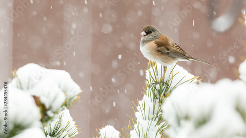 USA, Oregon, Keizer, Dark-eyed Junco (Junco Hyemalis) in snow in backyard.