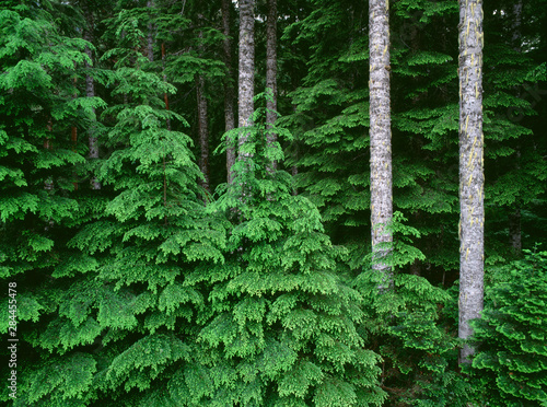 USA, Oregon, Willamette National Forest. New spring growth of western hemlock saplings and long straight trunks of mature noble fir.