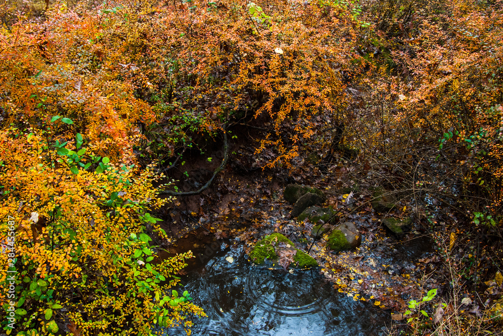USA, New Jersey, Hunterdon, Whittemore Wildlife Sanctuary, 7 Rockaway Road, autumn foliage of barberry (invasive species). USA, New Jersey, Hunterdon, Whittemore Wildlife Sanctuary, 7 Rockaway Road, autumn foliage of barberry (invasive species).