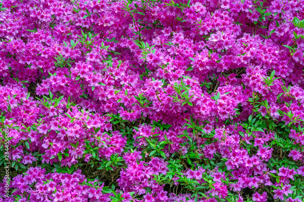 USA, Oregon, Portland, Crystal Springs Rhododendron Garden, Azalea in bloom.