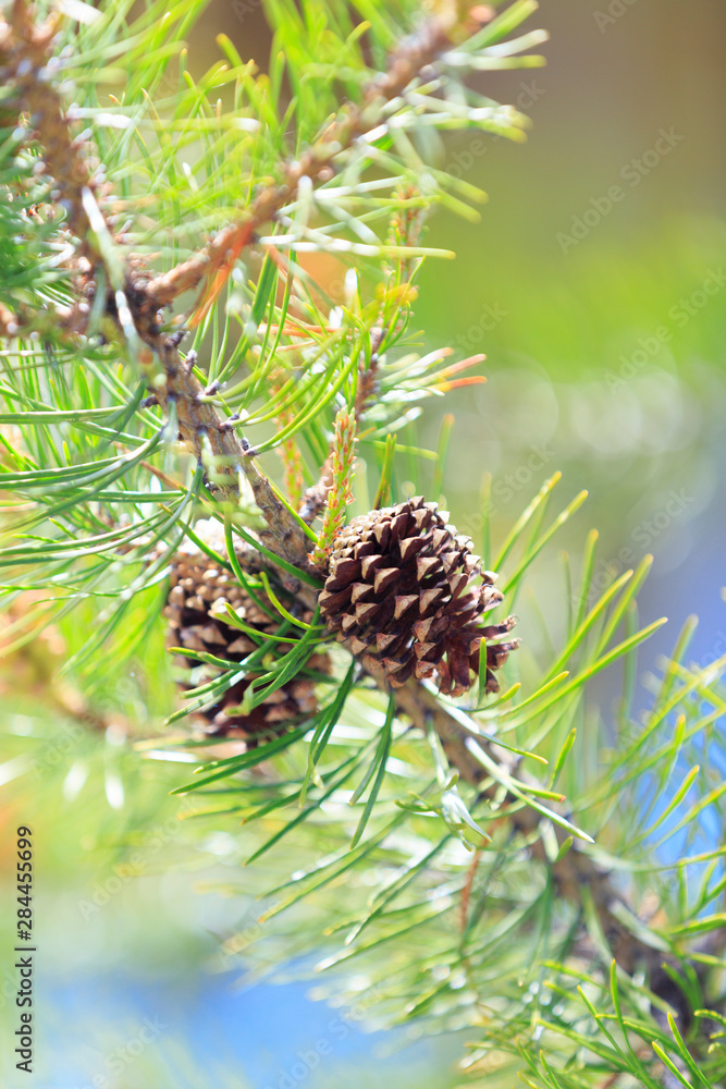 Fototapeta premium USA, Oregon, Cascade Lakes Highway, Cascade Mountains, Deschutes National Forest, Pine cone. Strobilus, strobili, Pinophyta (conifers).