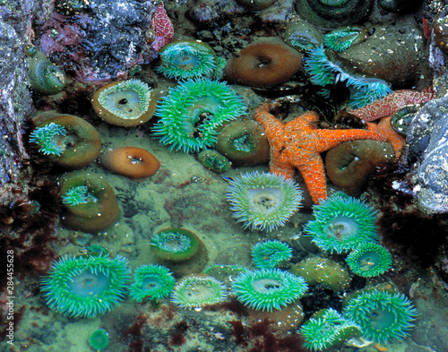 USA, Oregon, Nepture SP. An orange starfish is surrounded by green sea anemone in a tide pool at Neptune State Park, near Oregon's Cape Perpetua.