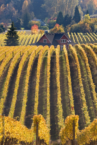 USA, Oregon, Willamette River Valley. Vineyard patterns and buildings of Soko...