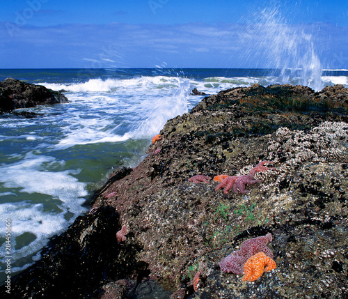 USA, Oregon, Nepture SP. Brilliant orange starfish stand out among the rocky tide pools of Neptune State Park, Cape Perpetua, Oregon. photo