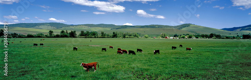 USA, Oregon, Prairie City. Cattle graze on spring grass in a pasture near Prairie City in eastern Oregon.