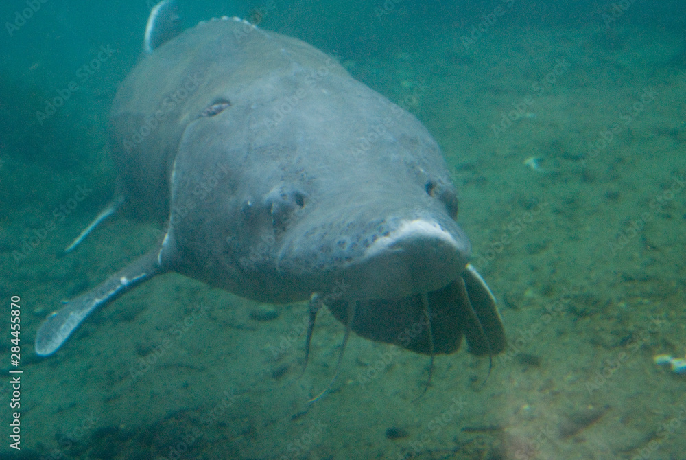 US Oregon, Columbia Basin River, Columbia Bonneville Fish