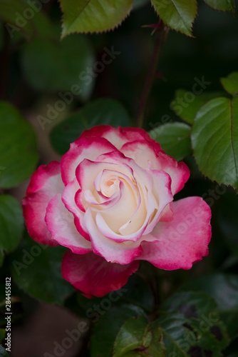 USA. Cherry Parfait Grandiflora Rose  Shore Acres State Park