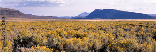 USA, Oregon, Alvord Desert. Rabbitbrush blooms in late summer and turns the Alvord Desert, in southeast Oregon, golden colored. photo