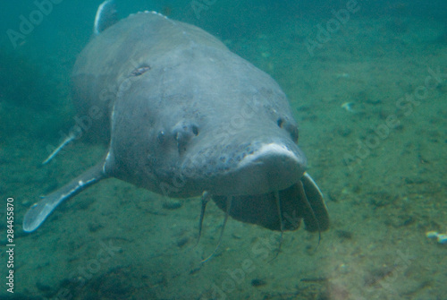 Obraz na plátně US: Oregon, Columbia Basin River, Columbia Gorge, Bonneville Fish Hatchery and S