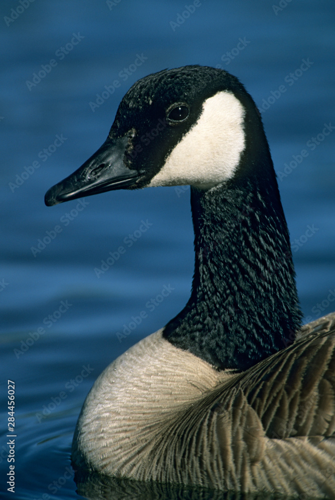 Obraz premium Canadian Goose, (Branta canadensis), Deschutes River, Bend, Oregon.