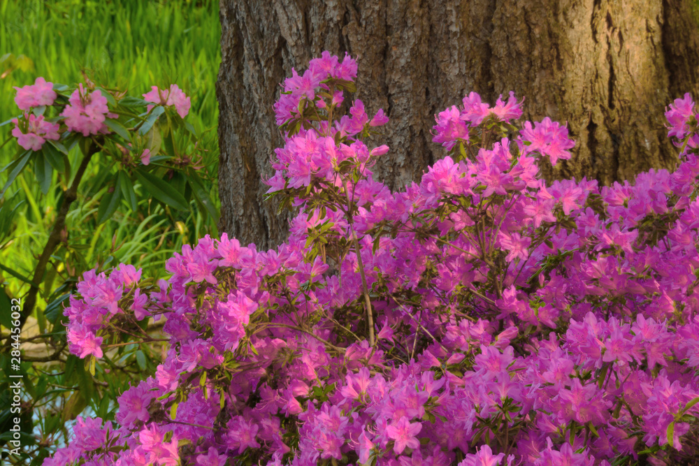 Spring color of azaleas and rhododendrons at Crystal Springs Rhododendron Garden, Portland, Oregon, USA. Spring color of azaleas and rhododendrons at Crystal Springs Rhododendron Garden, Portland, Oregon, USA.