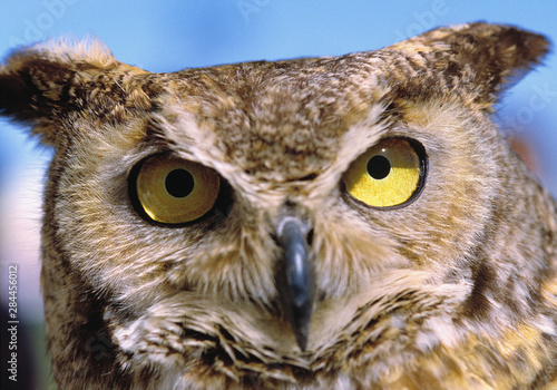 USA, Oregon, Bend. Great Horned Owls are common in the rural areas of Central Oregon.