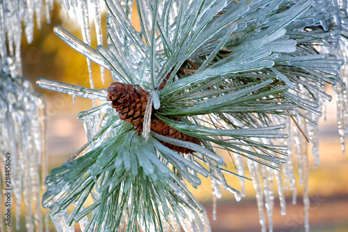 USA, Oregon, Bend. Ponderosa pine needles are encased in ice in Deschutes County, Oregon. photo