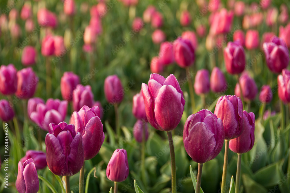 Tulips, Tulip Festival, Woodburn, Oregon, USA Tulips, Tulip Festival, Woodburn, Oregon, USA