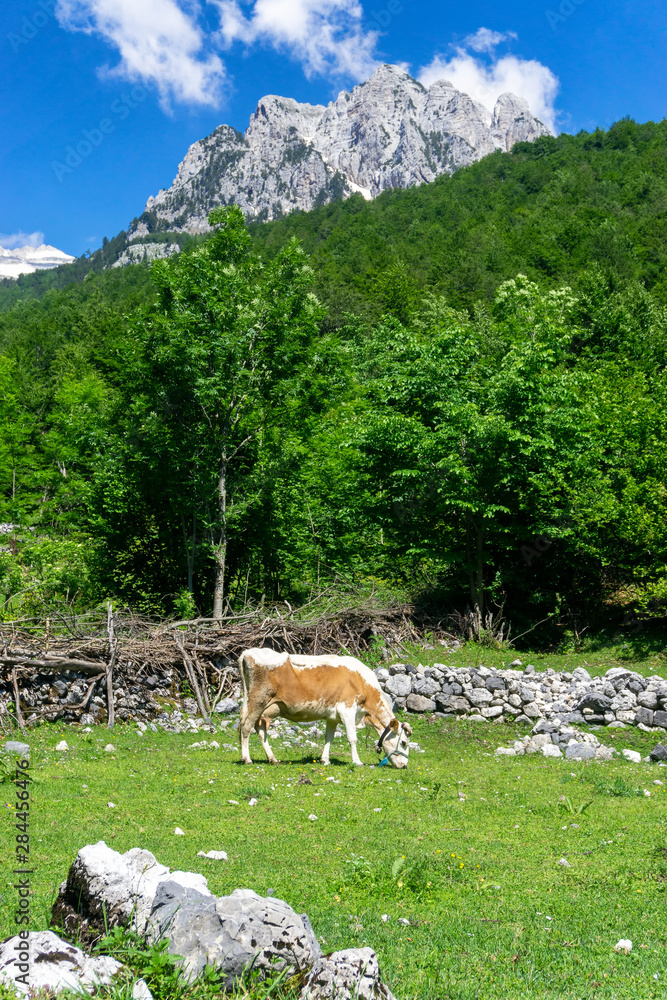 Landscape of Valbona Village with Cow in Albania.