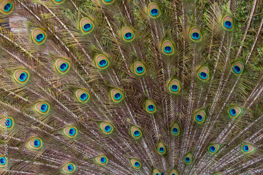 Obraz premium Male Peacock with fanned out tail, Middleton Place Plantation, South Carolina