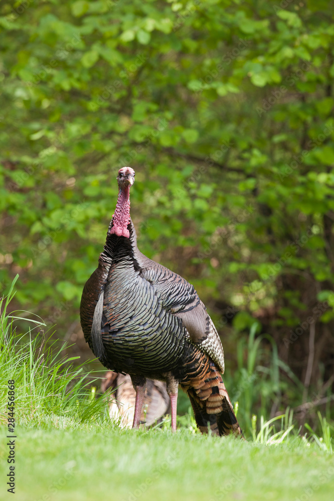 Fototapeta premium USA, Oregon, Monmouth, Wild Turkey (Meleagris gallopavo)
