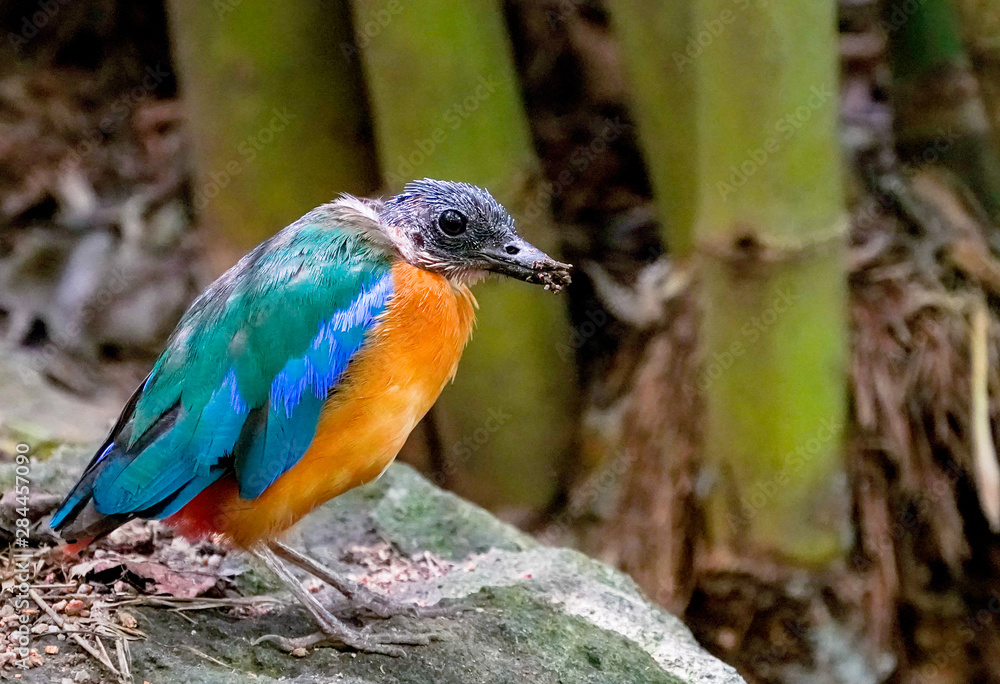 Fototapeta premium kingfisher on a branch