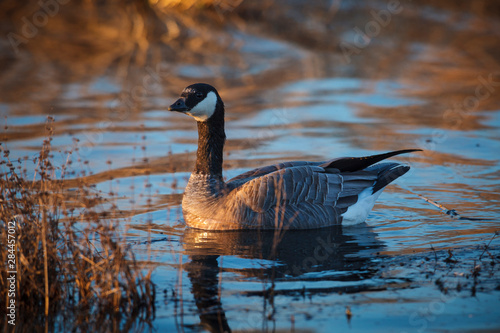 USA, Oregon, Baskett Slough National Wildlife Refuge, Cackling Goose (Branta hutchinsii).