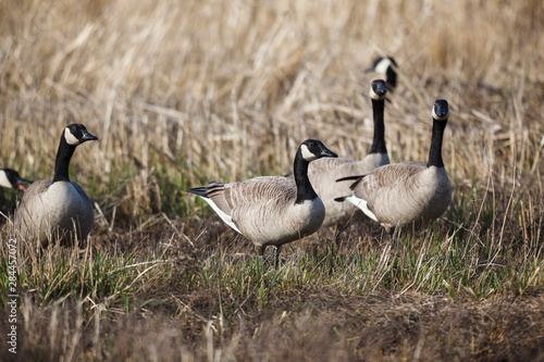 USA, Oregon, Baskett Slough National Wildlife Refuge, a small flock of Canada Geese (Branta canadensis). © Rick A Brown/Danita Delimont