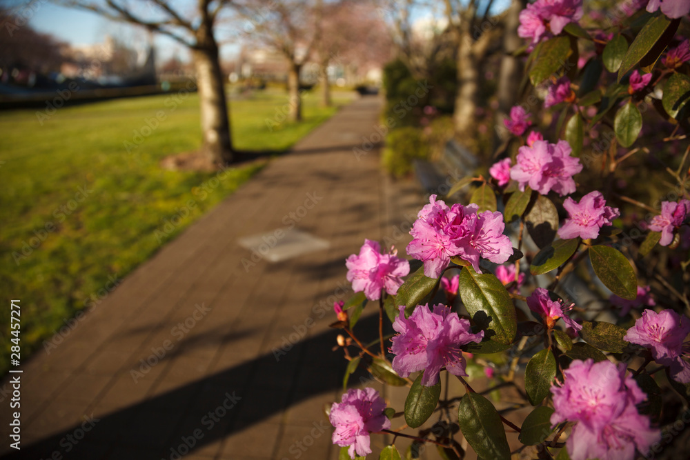 USA, Oregon, Salem, State Capitol State Park, azalea and sidewalk in the park.