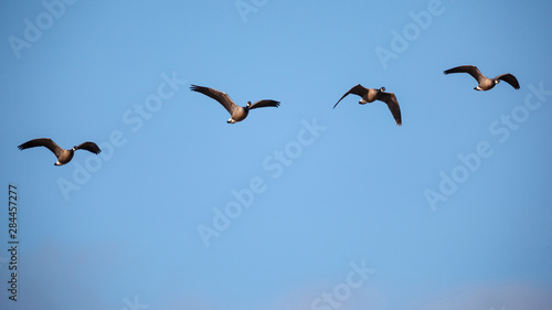 USA, Oregon, Baskett Slough National Wildlife Refuge, a flock of Cackling Geese (Branta hutchinsii) in flight.