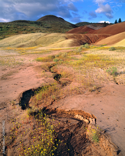 USA, Oregon, John Day Fossil Beds NM. Flowers fill the ravines at the Painted Hills, John Day Fossil Beds NM, Oregon. photo