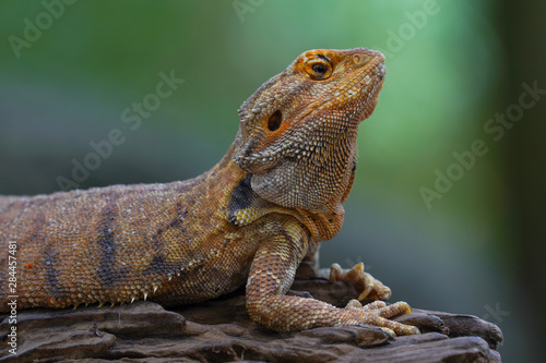 iguana on rock © SUKTSHAT