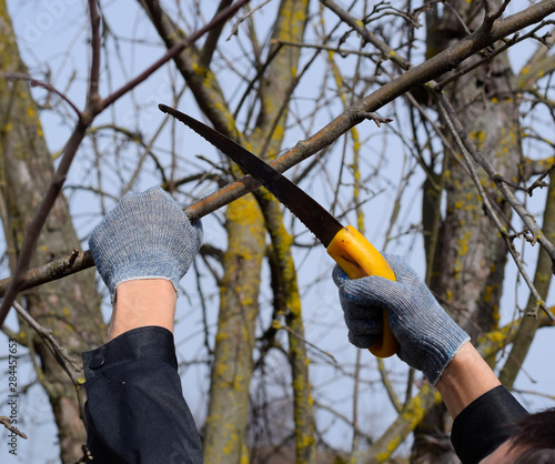 Cutting a tree branch with a hand garden saw.