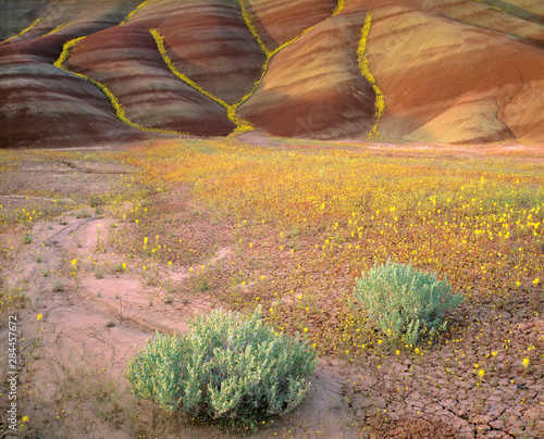 USA, Oregon, John Day Fossil Beds NM. Bright yellow chaenactis fill the ravines in the spring at Painted Hills section of John Day Fossil Beds NM, Oregon. photo