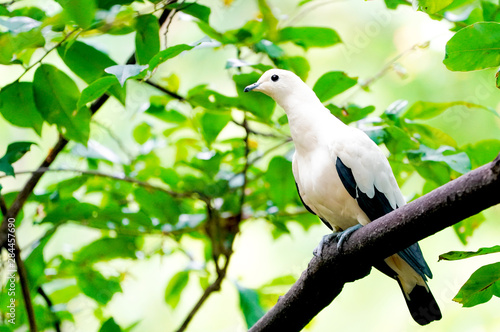 bird on a branch