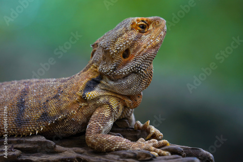 green iguana on the rock © SUKTSHAT