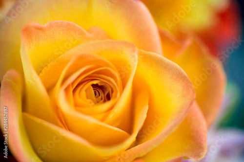 USA, Oregon, Bend. A close-up of a yellow rose reveals delicate pink petal tips in Bend, Oregon.