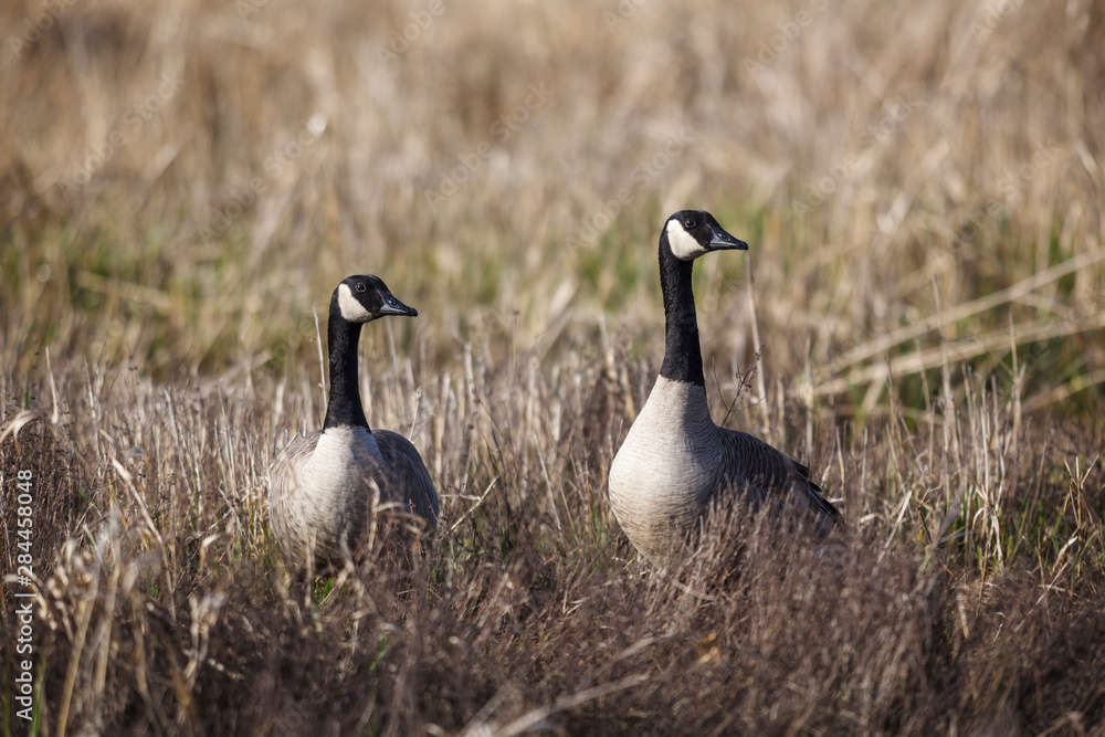 USA, Oregon, Baskett Slough National Wildlife Refuge, a pair of Canada Geese (Branta canadensis). USA, Oregon, Baskett Slough National Wildlife Refuge, a pair of Canada Geese (Branta canadensis).