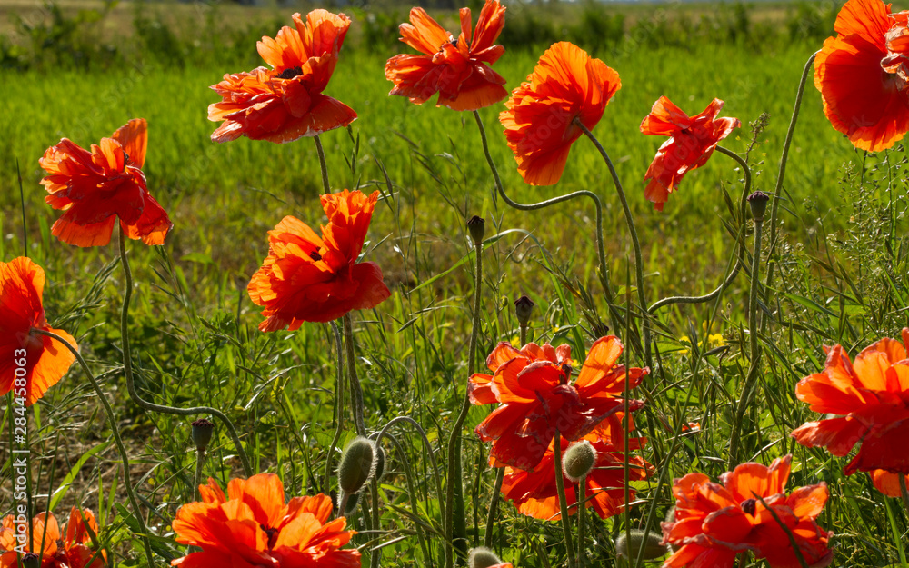 Obraz premium Lancaster County, Pennsylvania. Field of bright Poppies touched by sunlight