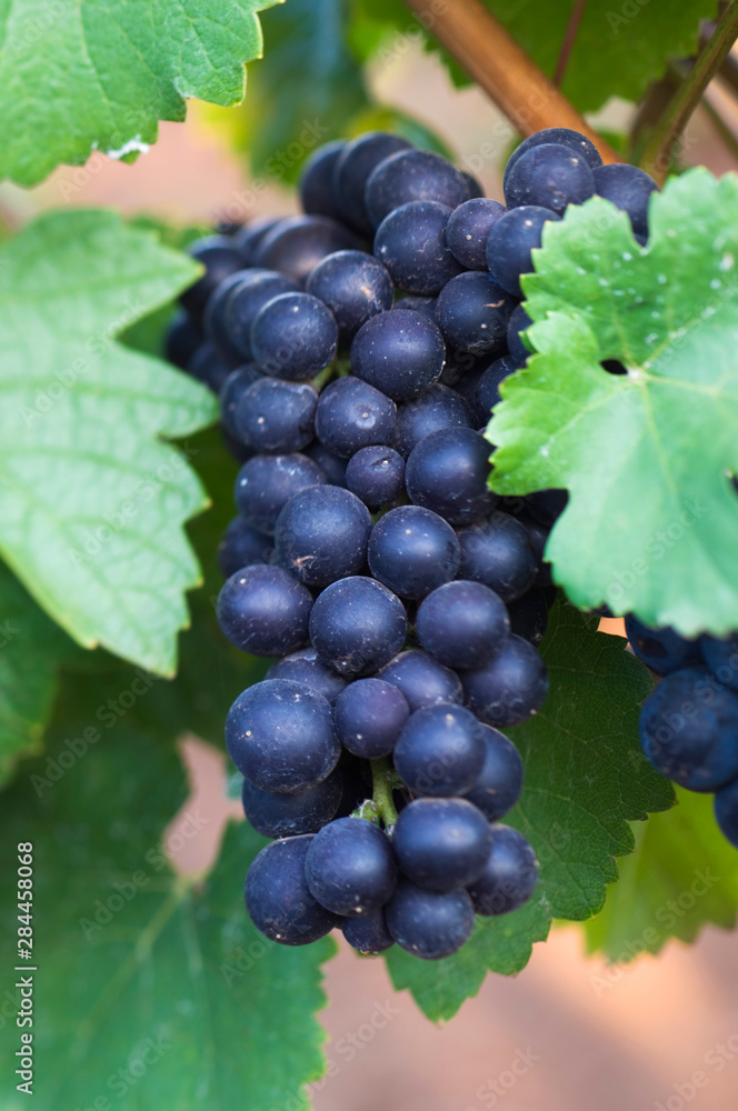 NA; USA; Oregon; Willamette Valley; Pinot Noir; Grapes (selective focus) NA; USA; Oregon; Willamette Valley; Pinot Noir; Grapes (selective focus)