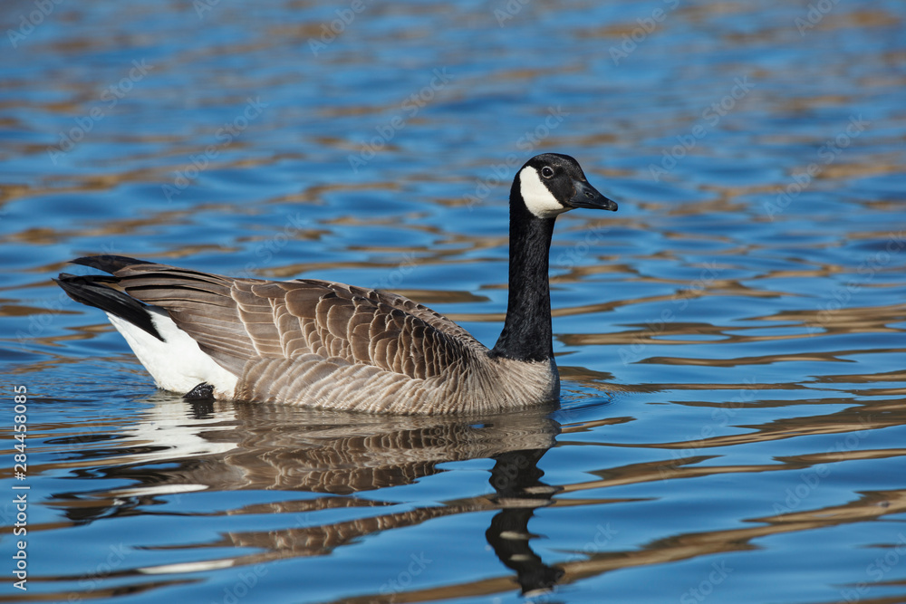 USA, Oregon, Baskett Slough National Wildlife Refuge, Canada Goose (Branta canadensis). USA, Oregon, Baskett Slough National Wildlife Refuge, Canada Goose (Branta canadensis).