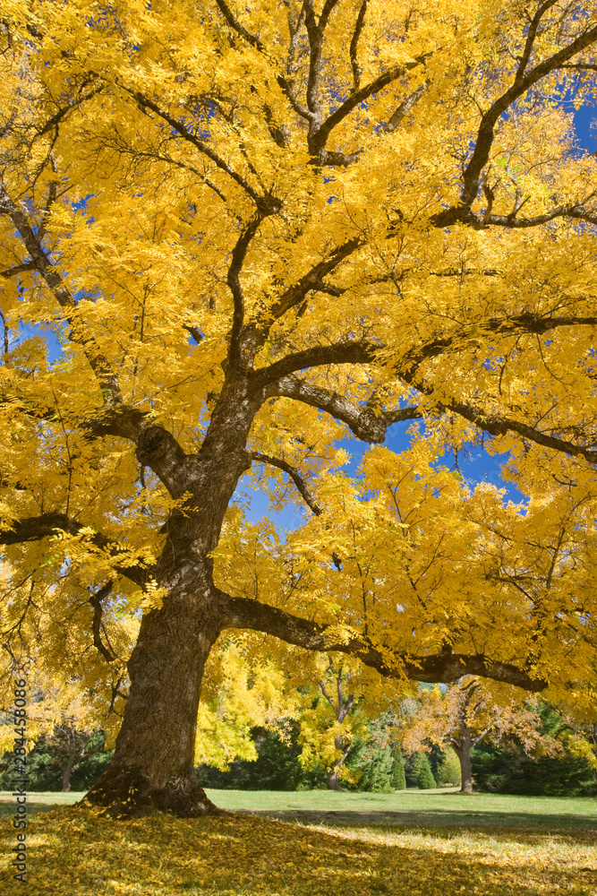 USA, Oregon, Joseph H. Stewart State Park. Walnut tree in autumn color. 