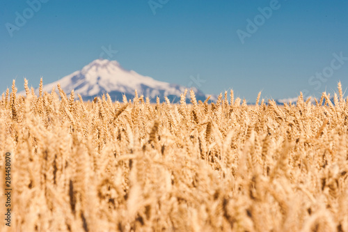 Wheatfield near harvest time in summer, Mt. Jefferson in the background, near Redmond, Eastern Oregon, USA photo