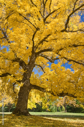 USA, Oregon, Joseph H. Stewart State Park. Walnut tree in autumn color. 