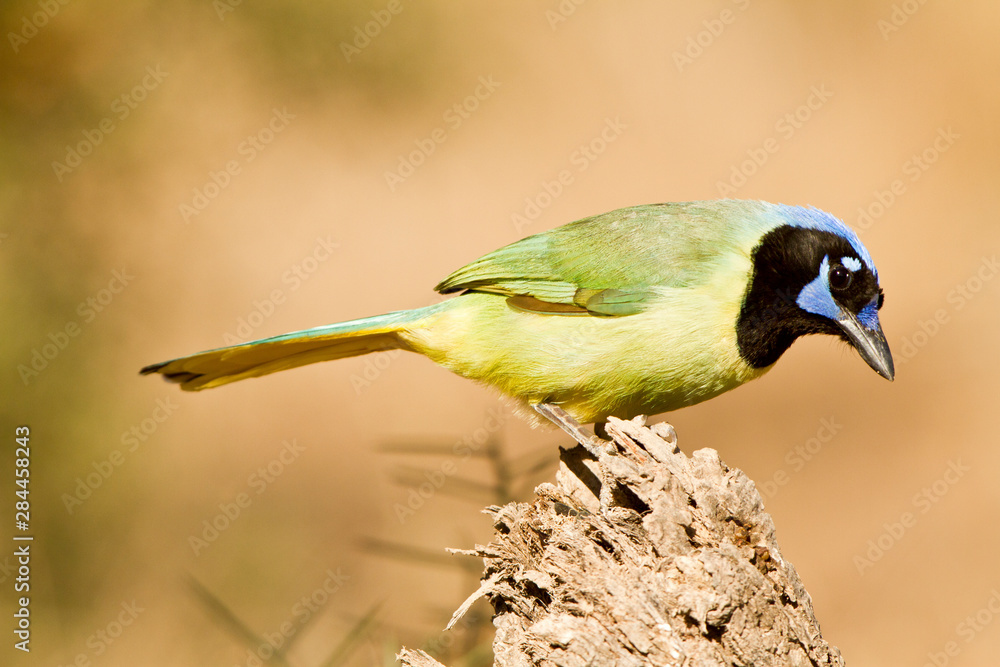 Fototapeta premium Green Jay (Cyanocorax yncas) on perch Starr, Texas, USA.