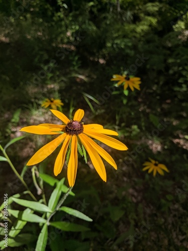 black eyed susan